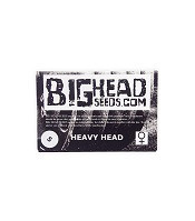 Graines de cannabis Heavy Head (Big Head Seeds)