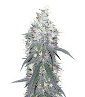 Panama D.C. feminized seeds