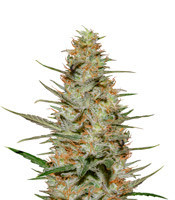 Purple Paralysis feminized seeds