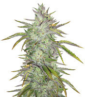 Rockbud (Soma Seeds)