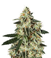 Graines de cannabis Skullcap Regular (Karma Genetics)