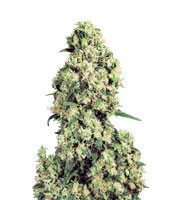 Skunk #1 feminized seeds (White Label)