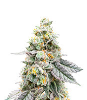 Sementes Feminizadas de Gelato 41 x Gelato 41 Auto (Green House Seeds)