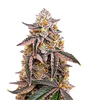 Dark Phoenix Seeds