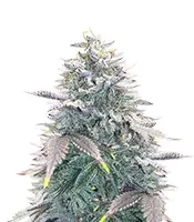 Semillas Feminizadas OG Kush Auto (Ethos Genetics)