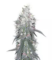 Panama D.C. feminized seeds