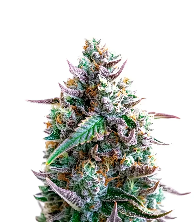 Runtz Fast Flowering Seeds (Humboldt Seeds Organization)