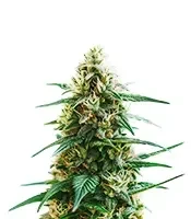 Stoned Panda Seeds