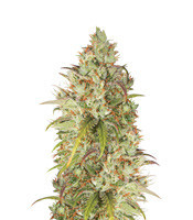 Jack Herer feminized seeds (Green House Seeds)