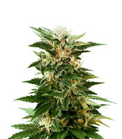 Kaya 47 (Advanced Seeds) Cannabis-Samen