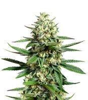 Kushadelic feminized seeds