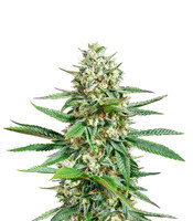 Graines de cannabis So G Kush (Soma Seeds)