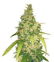 Tangerine Auto feminized seeds