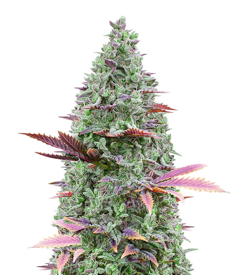 GG#4 Original Glue Fast Version Feminized Seeds (Herbies Seeds USA)