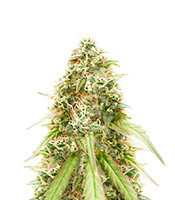 Harlequin CBD (Herbies Seeds)