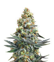 HiFi 4G (Dutch Passion) Cannabis-Samen