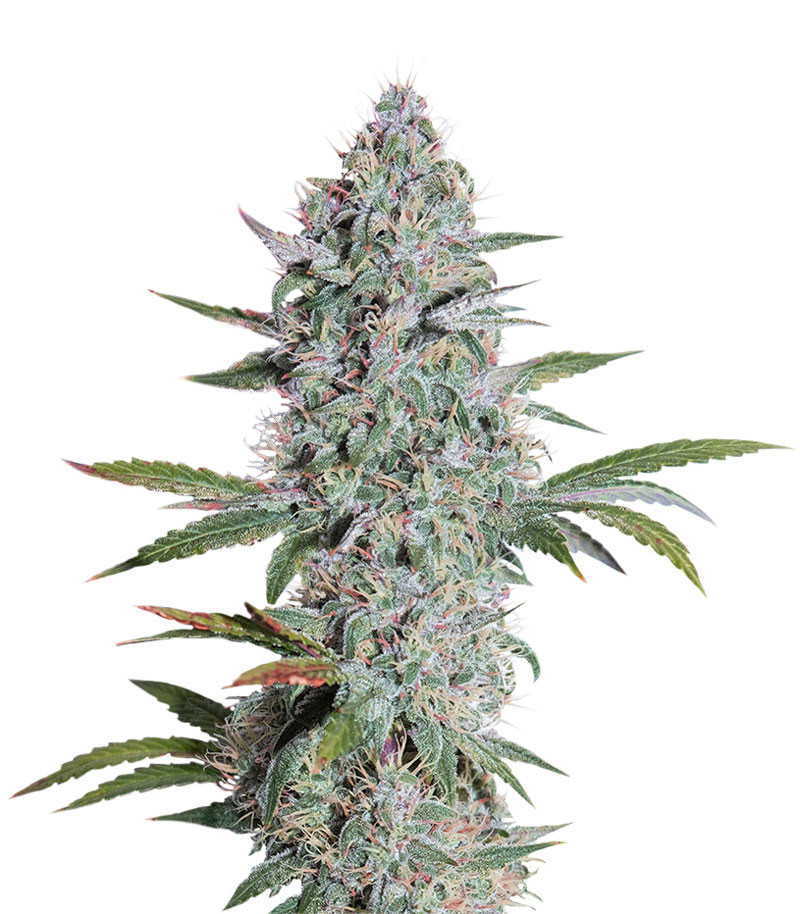 Mango OG Auto feminized seeds