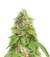 Moby Dick feminized seeds