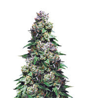 Graines de cannabis Purple Urkle (Pyramid Seeds)