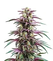 Candyland Peyote Seeds
