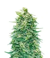 Highcloudz Auto Seeds