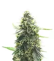 Semi Femminizzati Mango Sherbert Autoflower (Humboldt Seed Company)