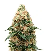 Russian Fuel Auto feminized seeds