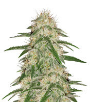 THC Bomb feminized seeds