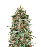 Blueberry Hill Feminized Seeds From Herbies Seeds