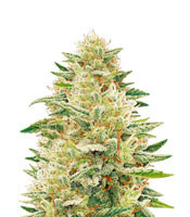 Godzilla Glue feminized seeds