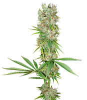 The Stones Regular (Mr. Nice Seedbank) Cannabis-Samen