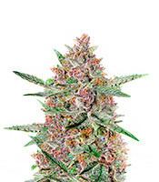 Graines de cannabis Bubba Kush (GHS)