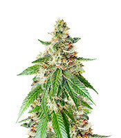 Chemdog Fast Version Feminized Seeds (EGS)