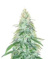 3 Bears OG Auto feminized seeds