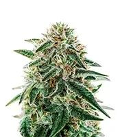 Arjan's Strawberry Haze (GHS)