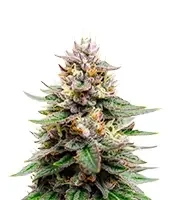 Auto Gorilla semi femminizzati