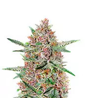 Semi di Bubba Kush femminizzati (Green House Seeds)