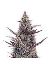 Graines féminisées de Cinderella Pineapple (Brothers Grimm Seeds)