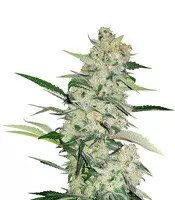 Hash Fruit Regular seeds