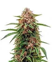 Papi Chulo OG Fem Seeds