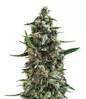 Shogun (RQS)