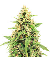 Graines de cannabis Jack 47 Auto (Sweet Seeds)