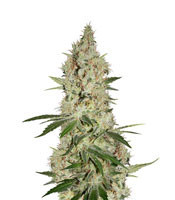 Gelato Sorbet feminized seeds