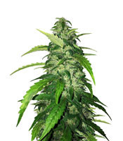 Holy Grail Kush Seeds For Sale