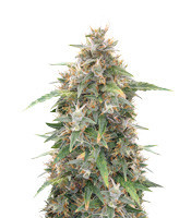 Malawi x Panama (Ace Seeds) Cannabis-Samen