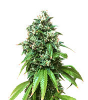 Sour Kush feminized seeds