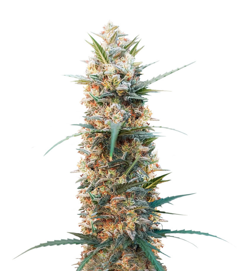 Chemdog Autoflower (Herbies Seeds)