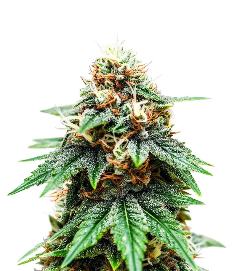 Banana Cream OG Seeds (Original Sensible Seeds)