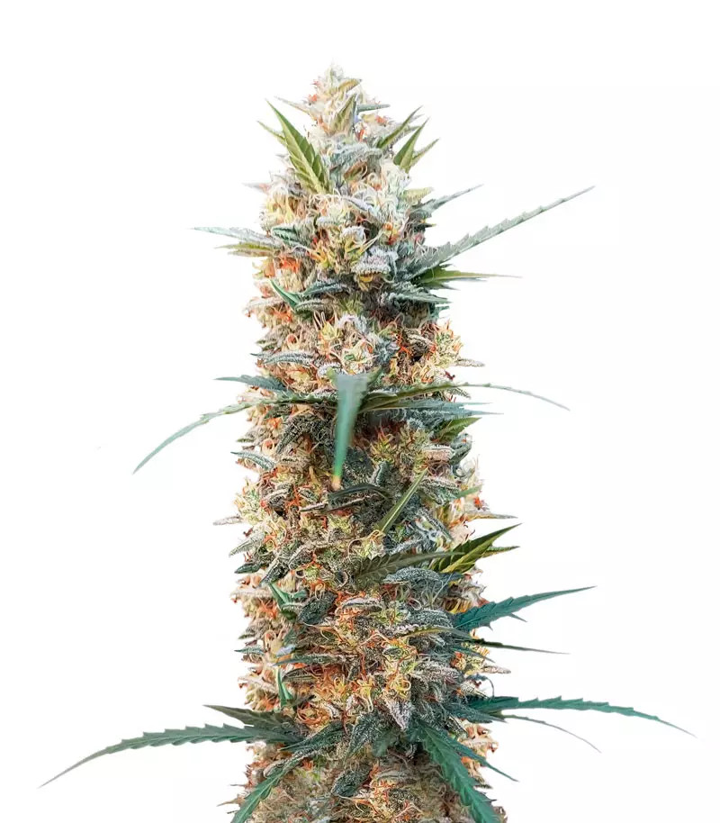 Chemdog Auto