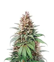 Leda Uno feminized seeds